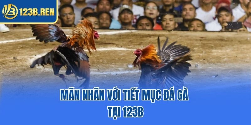 Mãn nhãn với tiết mục đá gà tại 123B
